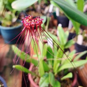 Bulbophyllum gracillimum