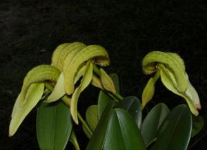 Bulbophyllum grandiflorum