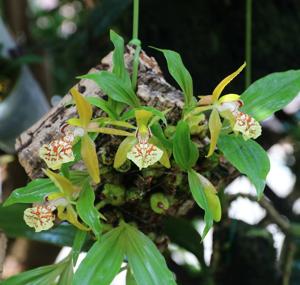 Coelogyne schilleriana