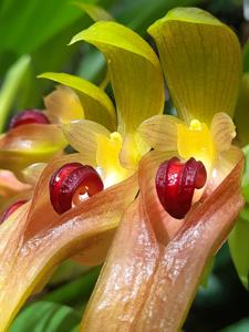 Bulbophyllum graveolens