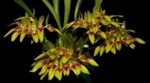 Bulbophyllum graveolens