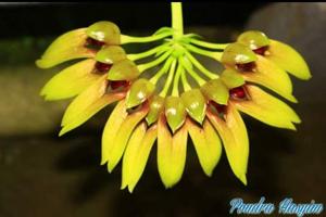 Bulbophyllum graveolens