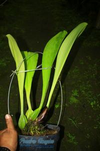 Bulbophyllum graveolens