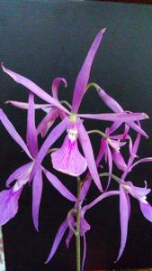 Encyclia adenocaula