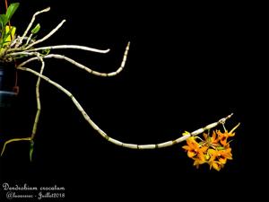 Dendrobium crocatum