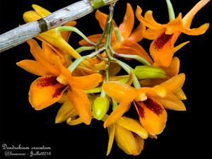 Dendrobium crocatum