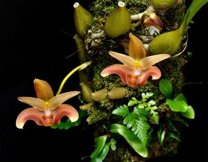 Bulbophyllum lobbii