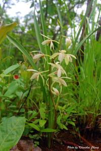 Cymbidium cyperifolium subsp. indochinense