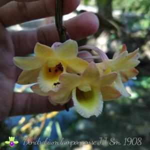 Dendrobium lampongense