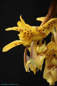 Stanhopea costaricensis