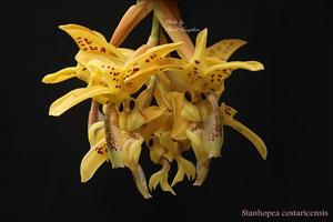 Stanhopea costaricensis