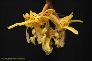 Stanhopea costaricensis