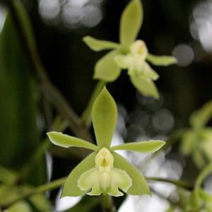 Epidendrum paniculatum