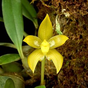 Bulbophyllum hamatipes