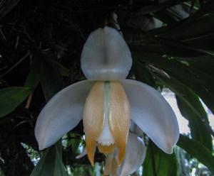 Stanhopea tricornis