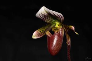 Paphiopedilum barbatum