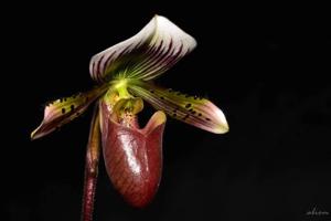 Paphiopedilum barbatum