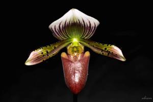 Paphiopedilum barbatum