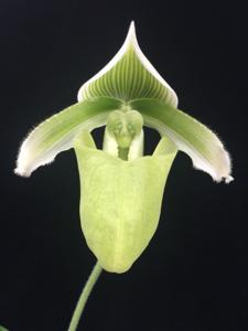 Paphiopedilum superbiens