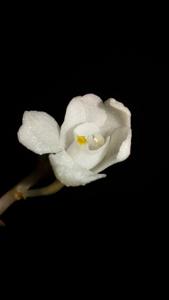 Didymoplexis pallens