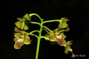 Dendrobium bifalce