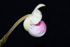 Phragmipedium schlimii