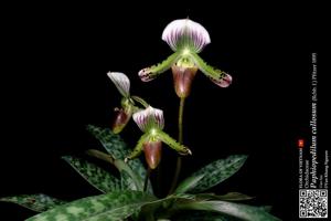 Paphiopedilum callosum