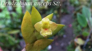 Dendrobium anceps