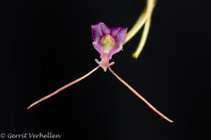 Porroglossum amethystinum