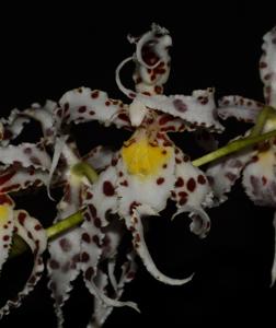 Oncidium naevium