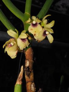 Luisia primulina
