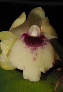 Luisia primulina