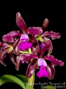 Cattleya tigrina