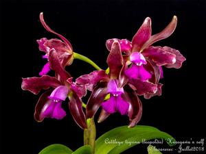 Cattleya tigrina