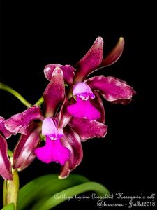 Cattleya tigrina