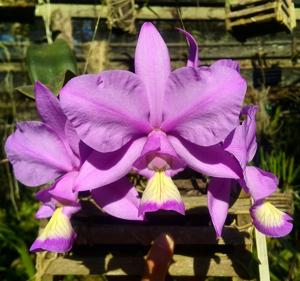 Cattleya nobilior