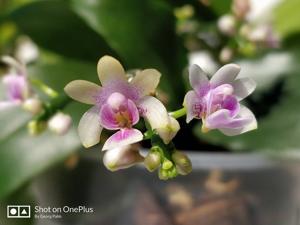 Phalaenopsis deliciosa subsp. hookeriana