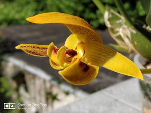 Bulbophyllum dearei