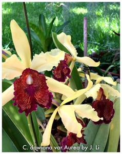 Cattleya dowiana var. aurea