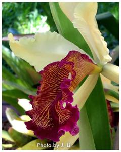 Cattleya dowiana var. aurea