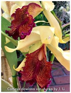 Cattleya dowiana var. aurea