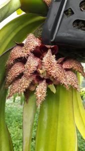 Bulbophyllum phalaenopsis