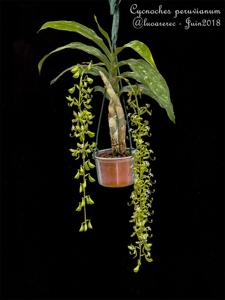 Cycnoches peruvianum