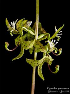 Cycnoches peruvianum