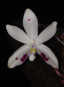 Phalaenopsis tetraspis