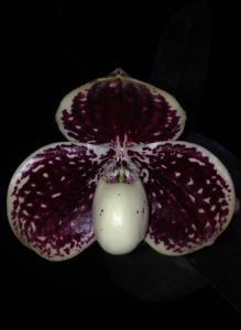 Paphiopedilum leucochilum