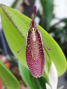 Restrepia contorta