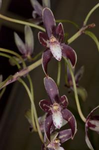 Cymbidium canaliculatum