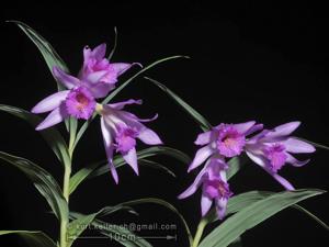 Thunia bensoniae