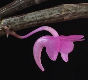 Dendrobium intricatum